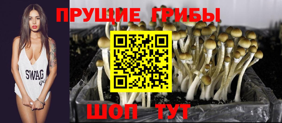 Псилоцибиновые грибы прущие грибы  Вход с VPN  Камень-на-Оби 